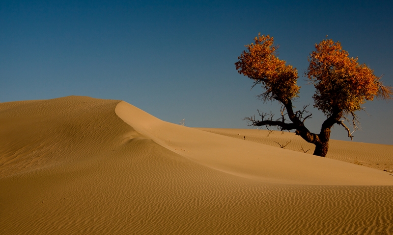 978 - STANDING IN DESERT - WANG LI - china.jpg